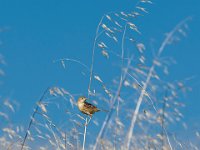 reed bunting.jpg